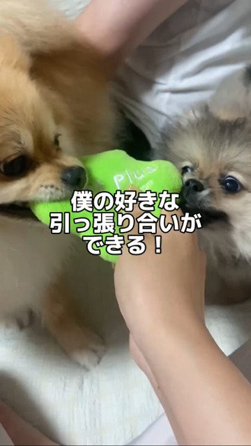 兄弟犬の様子