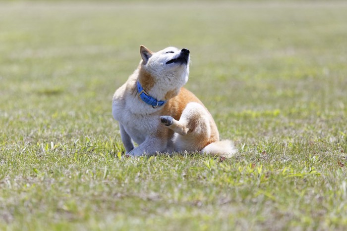 首を掻く柴犬