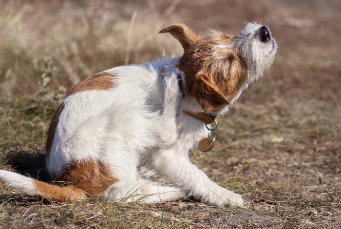 身体を掻く犬