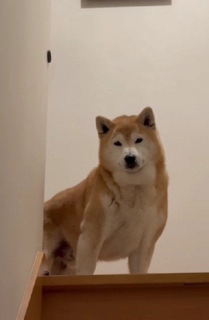 「なんや、お前か…」