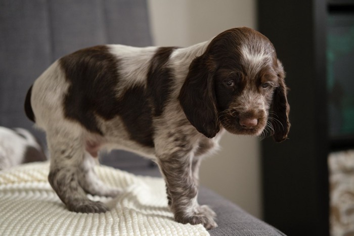 ソファで高さを怖がる子犬