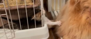 ケージの中からゴールデンレトリバーに猫パンチを繰り出す子猫