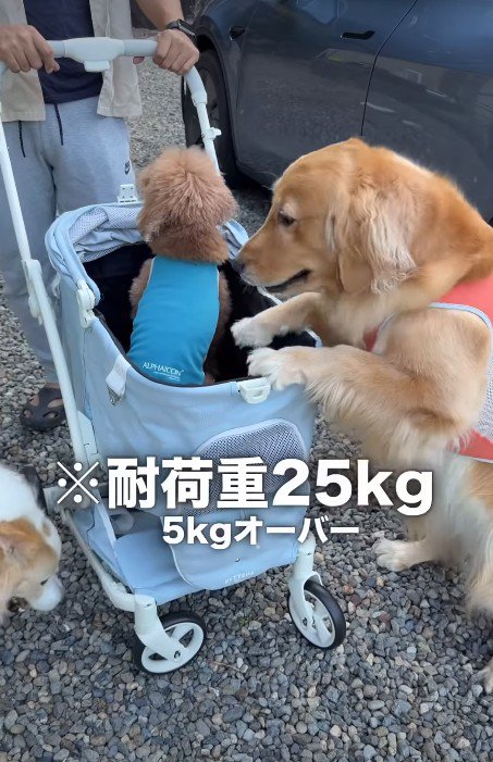 どう見ても小さすぎ…