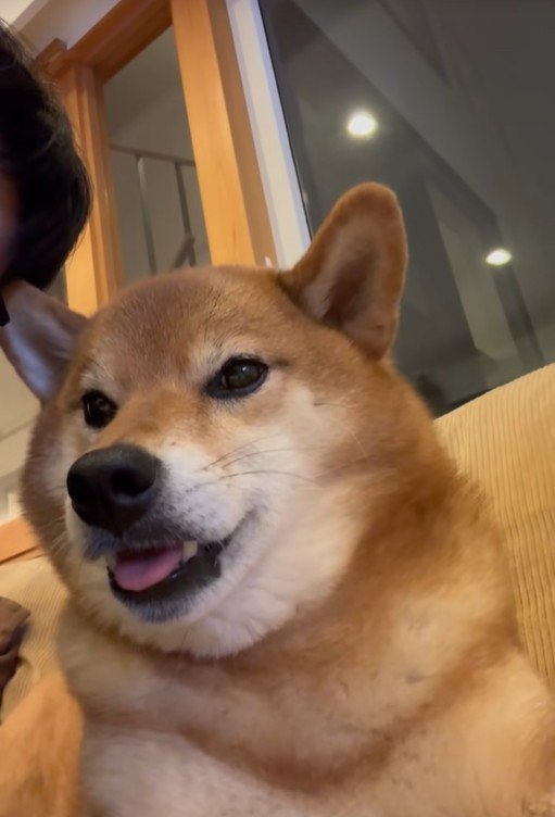 こたろう君の耳に触れた時の反応2