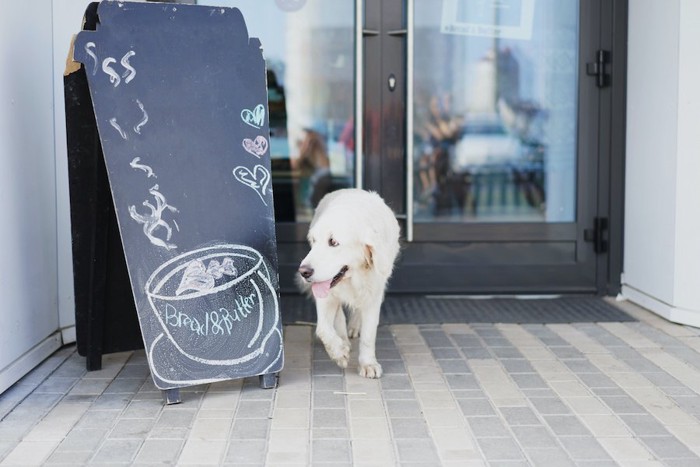 カフェの入り口に白い犬