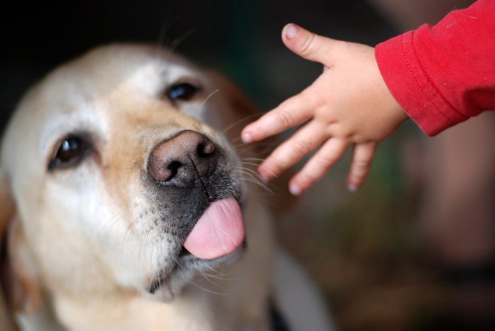 手と犬