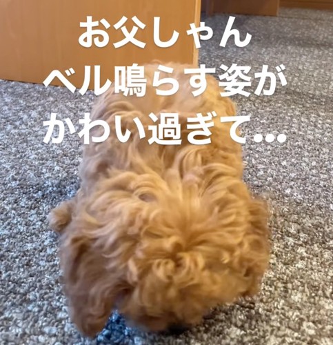 床を探す子犬