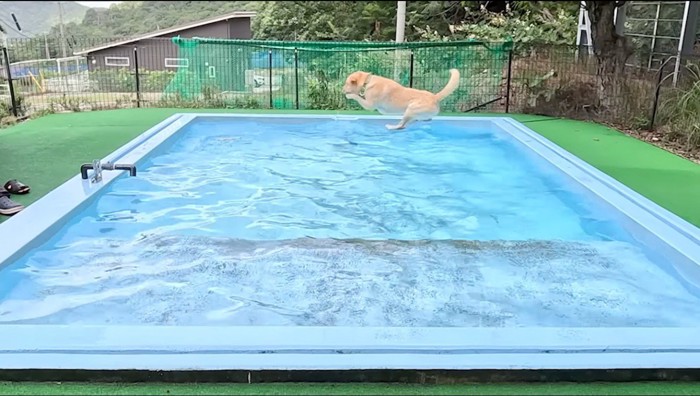 プールに飛び込む大型犬