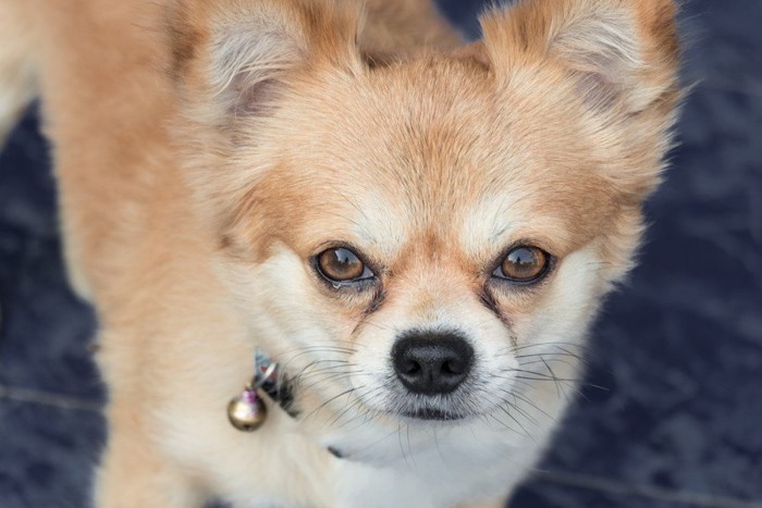 涙やけした犬