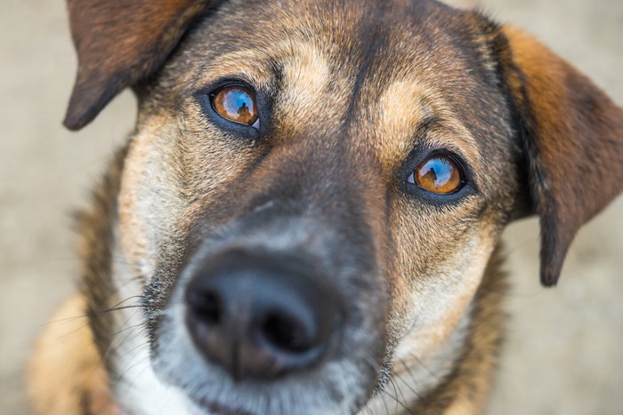 こちらをジッと見つめてくる犬