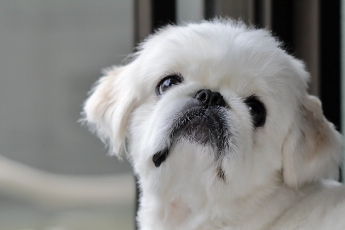 窓際で振り返る犬