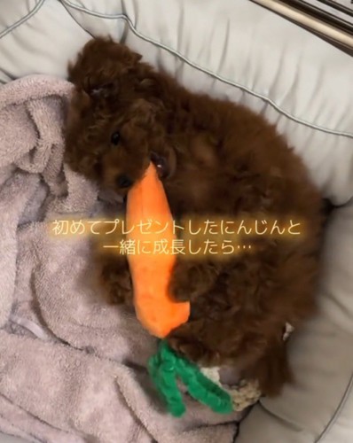 ぬいぐるみを足で抱きしめる子犬