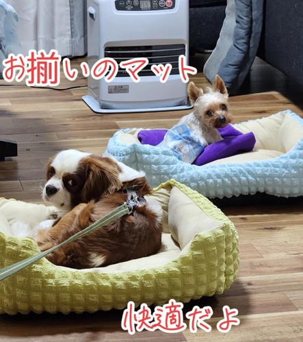 ベッドで寛ぐ2匹