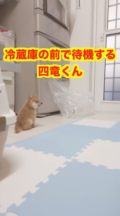 ご飯を作る飼い主の後ろ姿を見つめる子犬