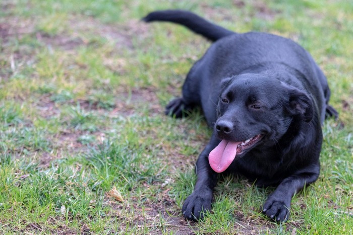 肥満気味の黒い犬