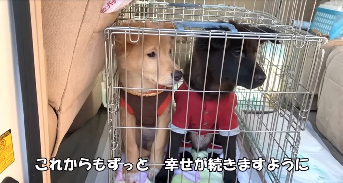 ケージに入る2匹の子犬