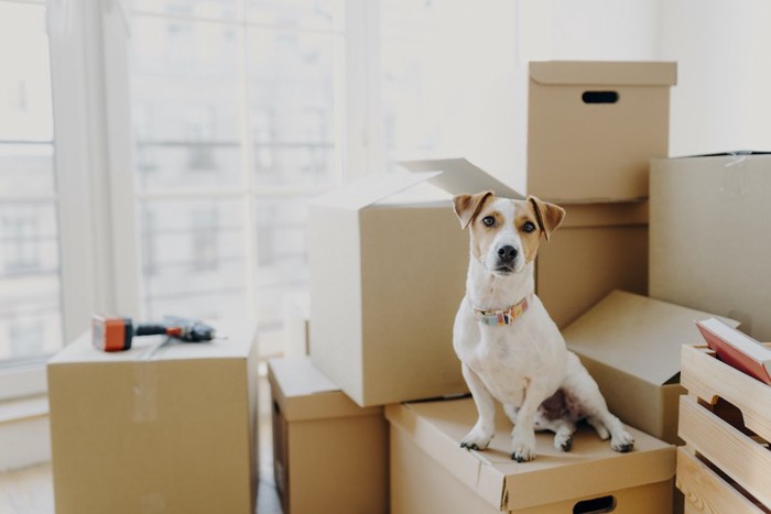 部屋に置かれたたくさんの箱と座る犬