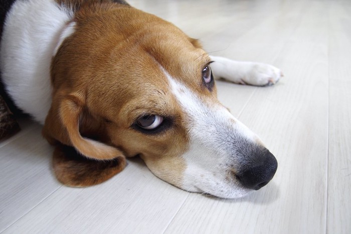 少し怒ったような表情のビーグル犬