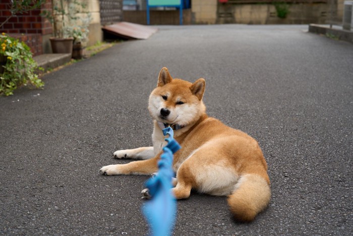 散歩拒否、柴犬