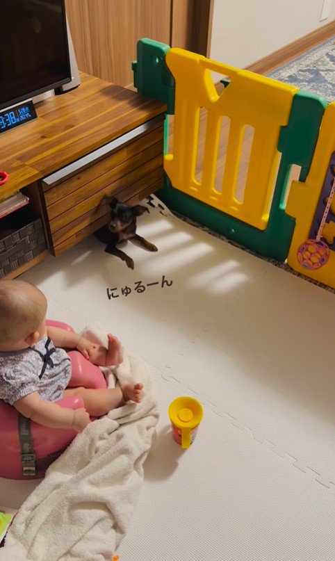 赤ちゃんのそばにいたいうにちゃん3