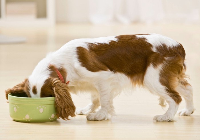 おかゆを食べている犬