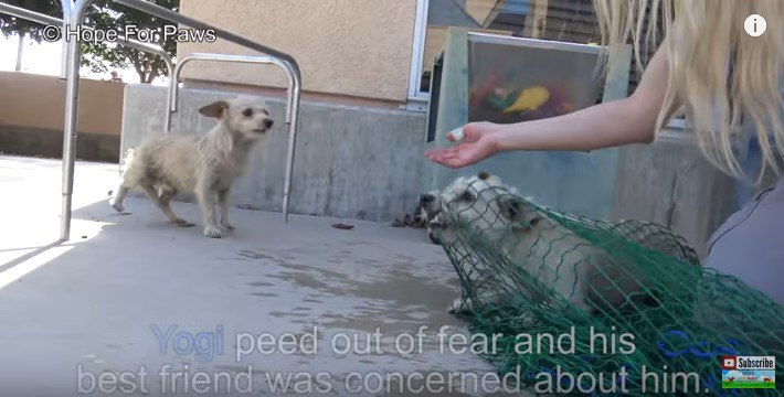 網でつかまった犬とそれを見る犬