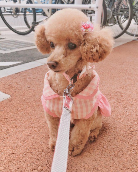 本当に同じ犬…？