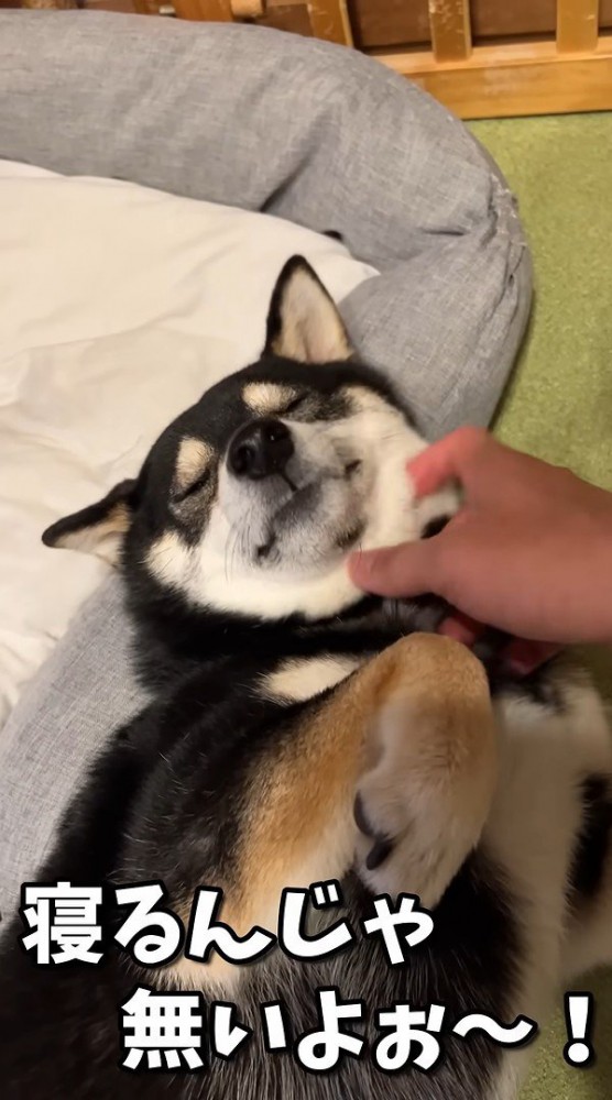 二度寝する気満々!