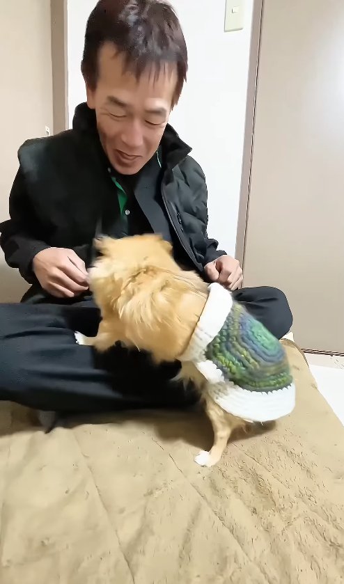 飼い主の膝の上に乗ろうとしているチワワ