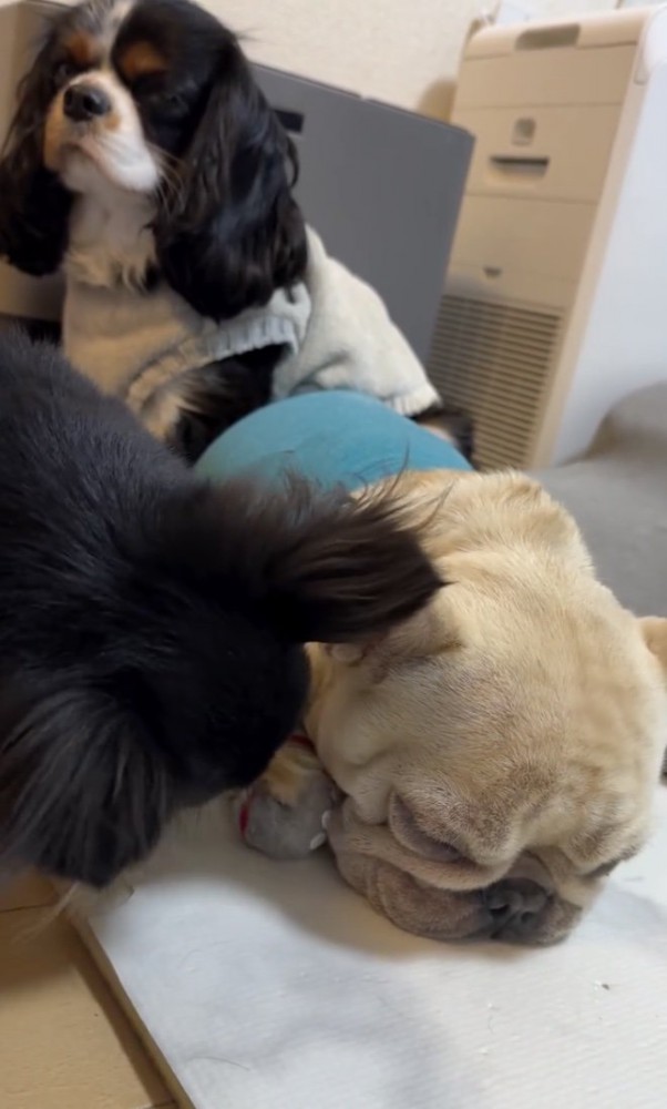 みるくちゃんの前足を手前へ