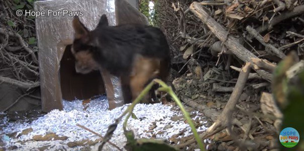 犬小屋に逃げ込む犬