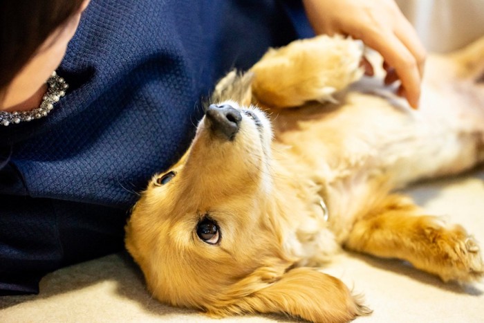 女性と寝転ぶ犬