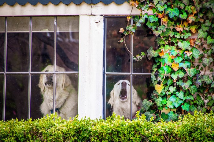 窓の外に吠える犬