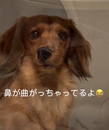 鼻が曲がっちゃった!?