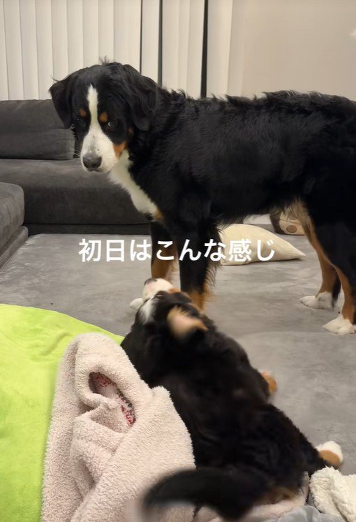 出会った日の2匹