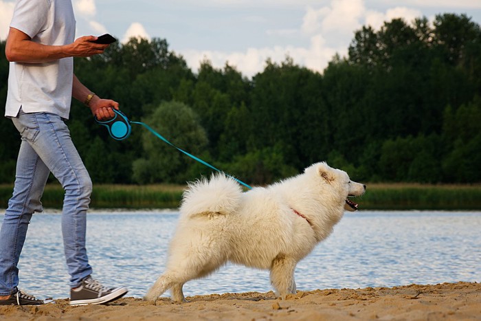 歩きスマホで犬と散歩する男性