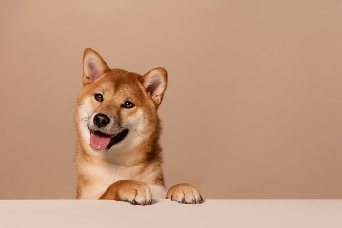 口を開ける柴犬