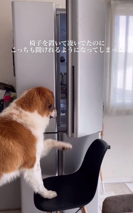 上段もあけたごろりちゃん