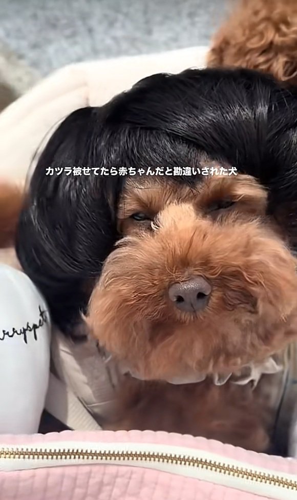 カツラを被ったワンコ1