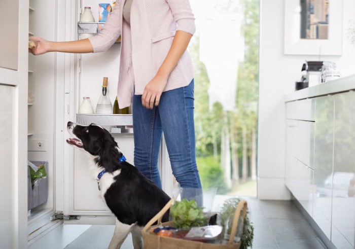 冷蔵庫をのぞく人と犬
