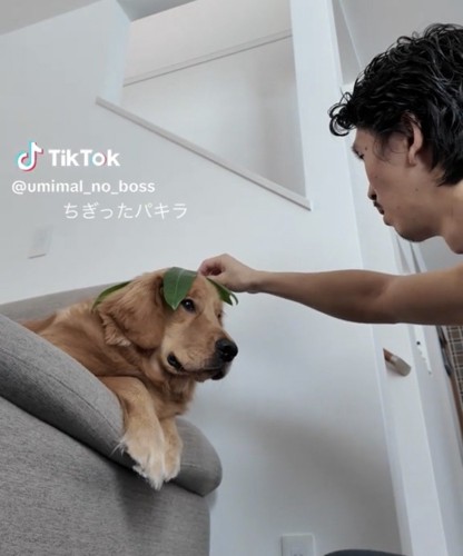 葉っぱを乗せられる犬