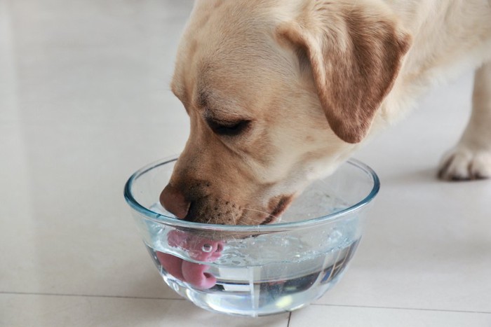 透明のボウルから水を飲む犬