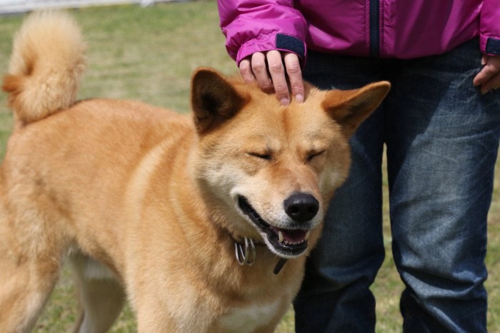 頭をなでられる犬