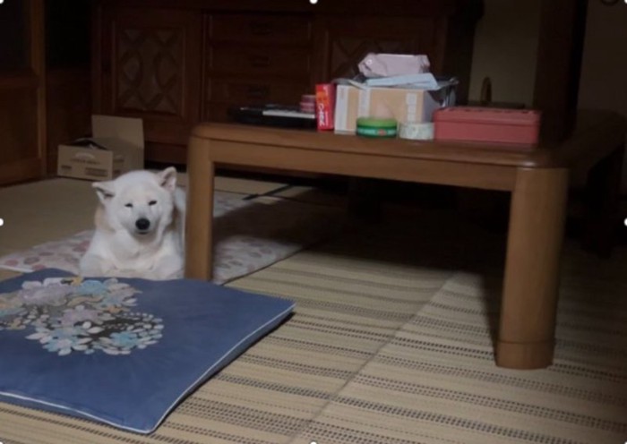 柴犬
