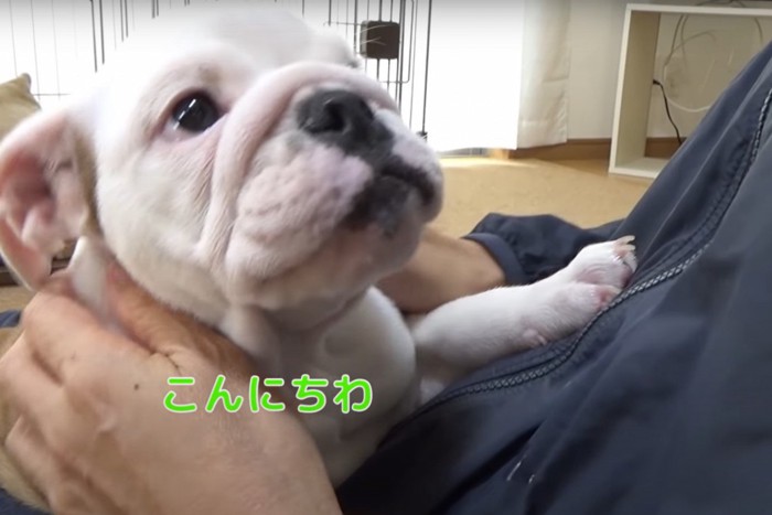 こんにちわという犬