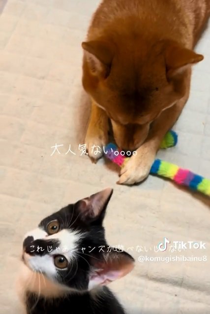 大人げないこむぎさん