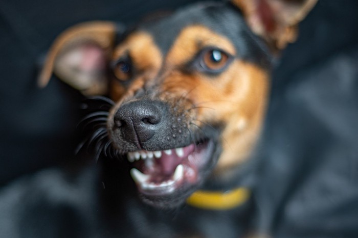 唸る犬の顔のアップ