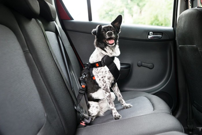 車内でベルトで固定され椅子に座っている犬