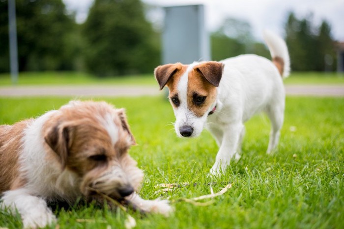 他の犬のご飯を狙っているような犬