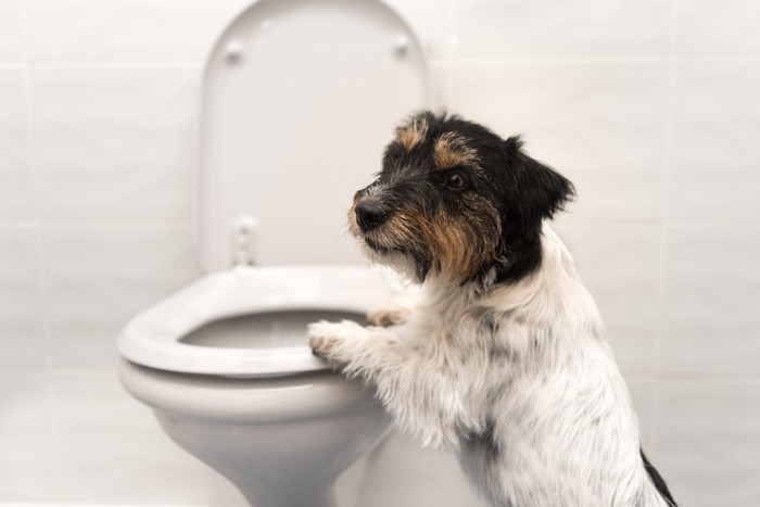 立ち上がって便器に手をかけている子犬